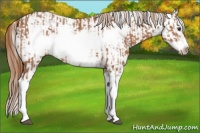Horse Color:Chestnut Splash Frame  and Chestnut Splash Frame 
