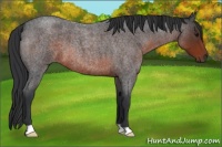 Horse Color:Brown Roan