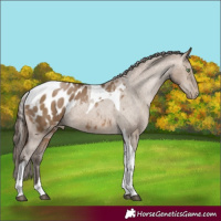 Horse Color:Gray Brown Pearl Dun Tobiano Appaloosa