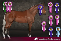 Horse Color:Gray Silver Bay 