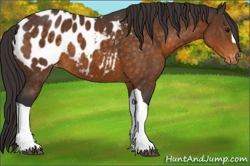 Horse Color:Buckskin Appaloosa 