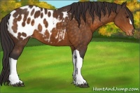 Horse Color:Buckskin Blanket