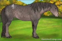 Horse Color:Platinum Liver Chestnut Appaloosa Rabicano