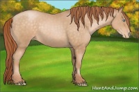 Horse Color:Buckskin Pearl Varnish Rabicano 