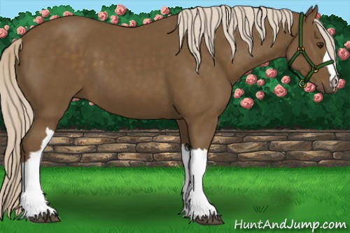 Horse Color:Chocolate Palomino 