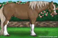 Horse Color:Chocolate Palomino 