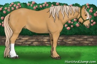 Horse Color:Palomino