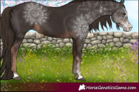 Horse Color:Liver Chestnut Sabino 