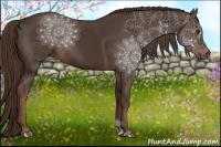 Horse Color:Liver Chestnut Sabino 