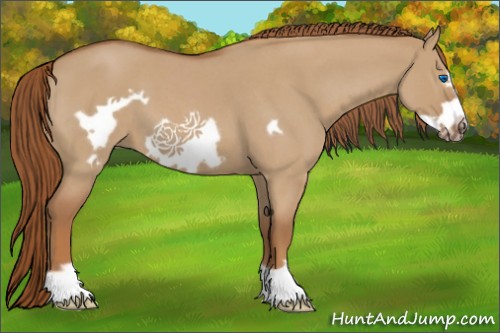 Horse Color:Red Dun Roan Frame 
