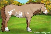 Horse Color:Red Dun Roan Frame 