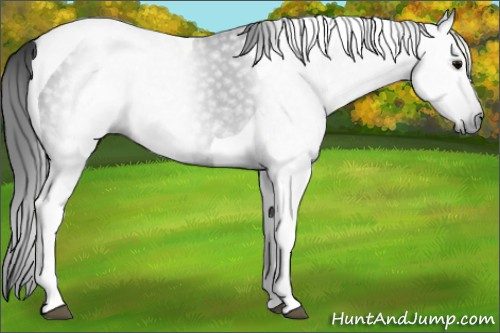 Horse Color:Gray Black Tobiano 