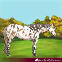 Horse Color:Buckskin Appaloosa