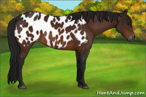 Horse Color:Gray Brown Appaloosa 