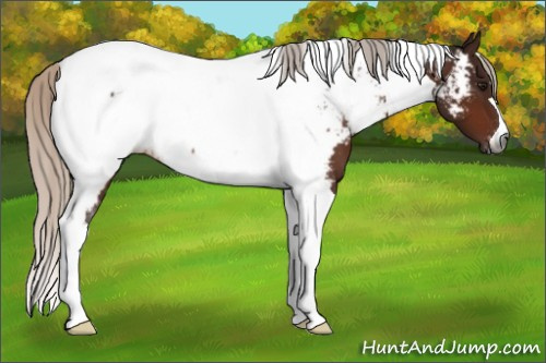 Horse Color:Gray Silver Bay Tobiano Appaloosa