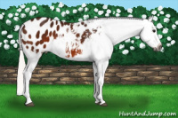 Horse Color:Gray Silver Bay Splash Appaloosa 