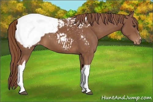 Horse Color:Chestnut Appaloosa