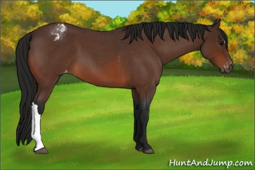 Horse Color:Gray Bay Roan Appaloosa 