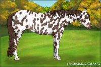 Horse Color:Gray Chestnut Appaloosa Rabicano 