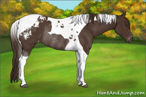 Horse Color:Gray Chestnut Tobiano Appaloosa Rabicano 