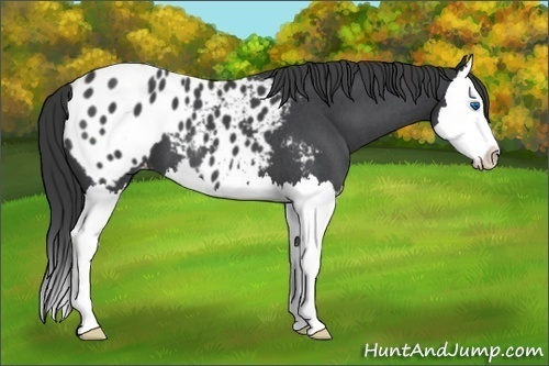 Horse Color:Blue Roan Splash Appaloosa