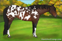 Horse Color:Gray Bay Appaloosa 