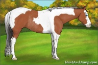 Horse Color:Bay Sabino Splash Tobiano Rabicano 