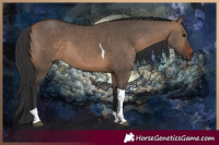 Horse Color:Brown Dun Tobiano 