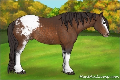 Horse Color:White Spotted Buckskin Sabino Appaloosa Rabicano 
