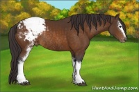 Horse Color:White Spotted Buckskin Sabino Appaloosa Rabicano 