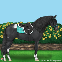 Horse Color:Black Appaloosa