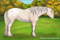 Horse Color:Palomino Ice Pearl Appaloosa 
