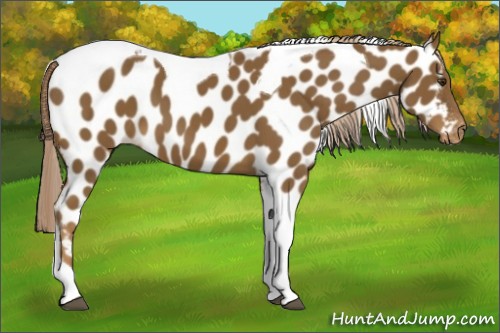 Horse Color:Chocolate Palomino Tobiano Appaloosa 