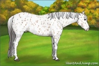 Horse Color:Bay Appaloosa 