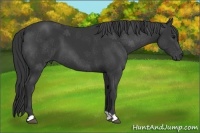 Horse Color:Black 