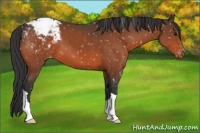 Horse Color:Bay Appaloosa 
