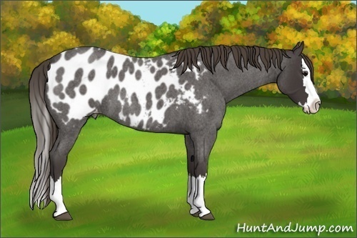 Horse Color:Smoky Blue Roan Splash Appaloosa