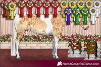 Horse Color:Bay Tobiano Frame and Palomino Tobiano