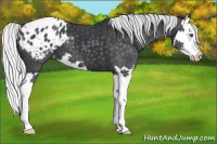 Horse Color:Silver Black Chinchilla Splash Appaloosa