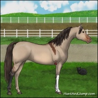 Horse Color:Bay Dun Varnish 