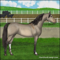 Horse Color:Buckskin Dun 