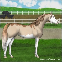 Horse Color:Red Dun Splash 