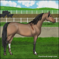 Horse Color:Bay Dun 