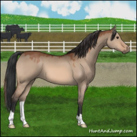 Horse Color:Bay Dun