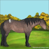 Horse Color:Platinum Brown Appaloosa 