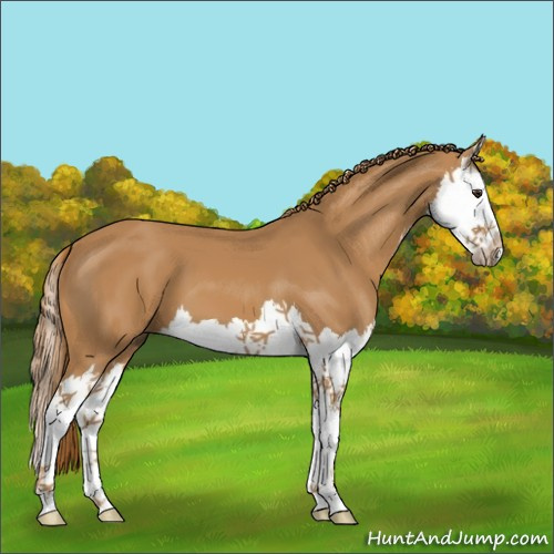 Horse Color:Chestnut Splash 