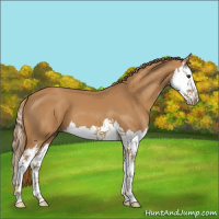Horse Color:Chestnut Splash 