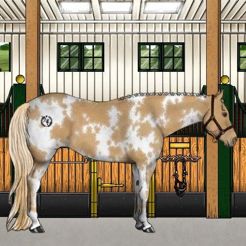 Horse Color:White Spotted Chestnut 