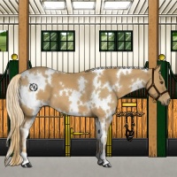 Horse Color:White Spotted Chestnut 