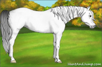 Horse Color:Gray White Spotted Black 